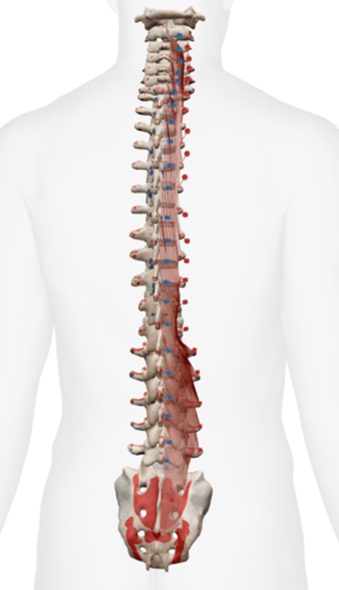 <p>spinous process of a more superior vertebra</p>