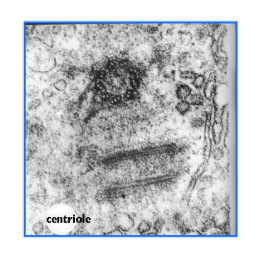 <p>centrioles characteristics?</p>
