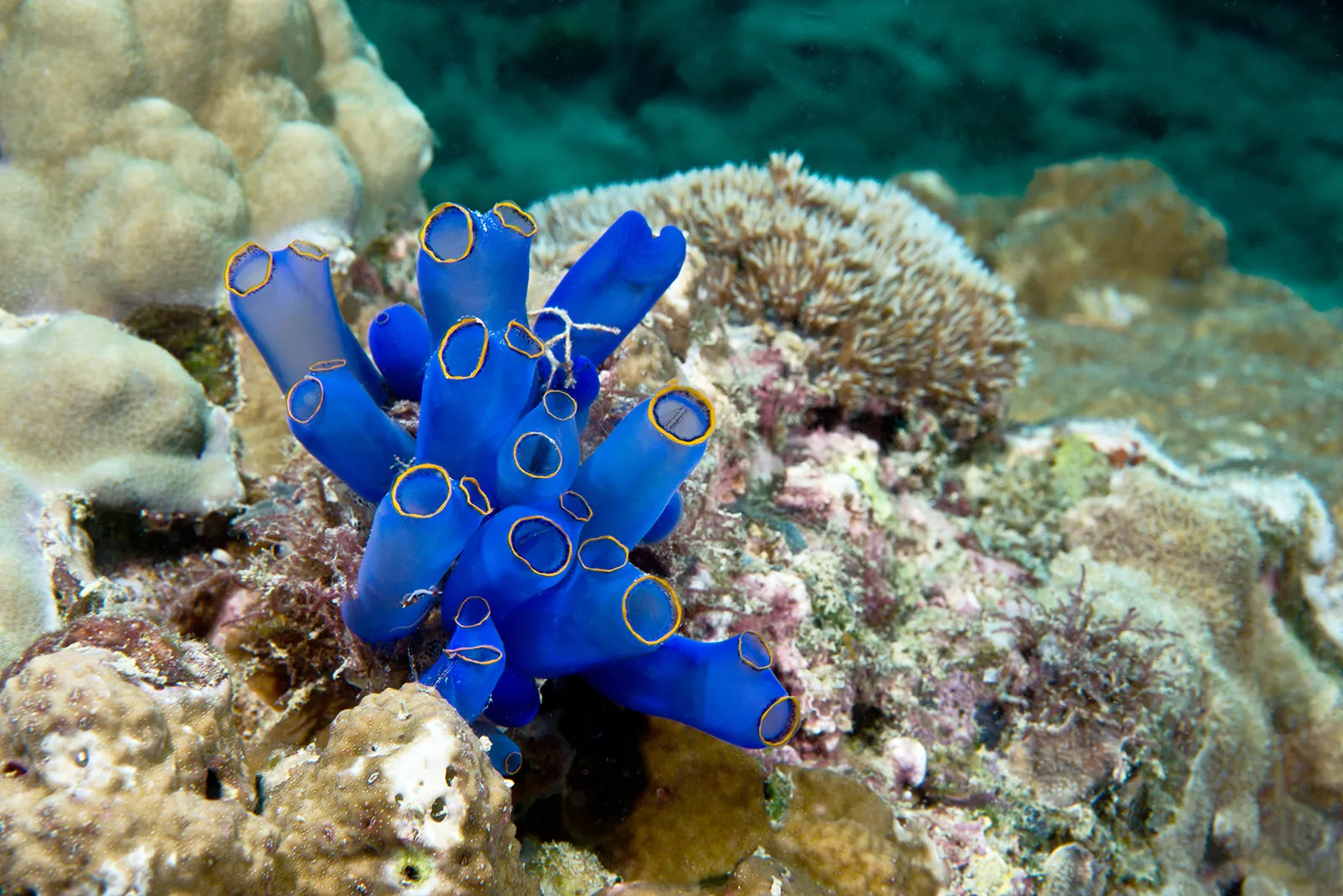 <p>Phylum, subphylum, and common name? (Adult pictured)</p>