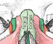 <ul><li><p>two smallest bones in the skull</p></li><li><p>located in anterior part of medial wall of orbits between labyrinth of ethmoid and maxilla</p></li><li><p>each bone contains a lacrimal foramen through which the tear duct passes</p></li><li><p>articulates with</p><ul><li><p>frontal</p></li><li><p>ethmoid</p></li><li><p>maxilla</p></li><li><p>inferior nasal concha</p></li></ul></li></ul><p></p>