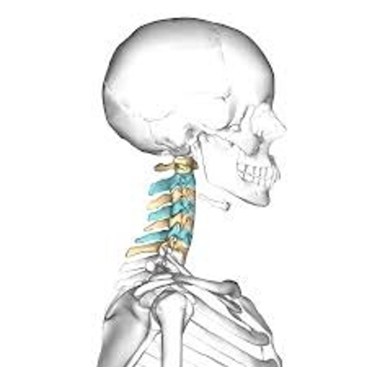 <p>The 7 vertebrae found at the top of the vertebral column</p>