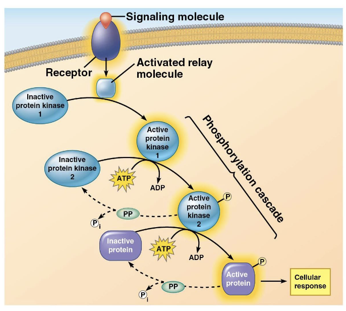 <p>use phosphorylation/dephosphorylation to control activities</p><ul><li><p>phosphorylation cascade (relay proteins/protein kinases)</p></li><li><p>multiplies a tiny signal into something much larger</p></li></ul><p></p>