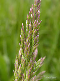 <p><span>Poa pratensis cv. / Kentucky Bluegrass</span></p>