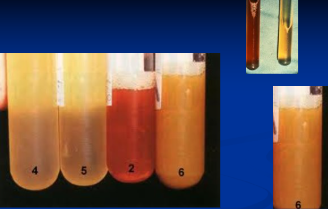 <p><span style="background-color: transparent;">The Equine Peritoneum</span></p>