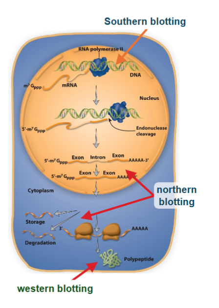 <p>DNA; RNA; protein</p><p>nucleic acid hybridization is a means for detecting complementary in DNA or RNA samples</p><ul><li><p>Southern blotting detects DNA (capital S)</p></li><li><p>northern blotting detects RNA</p></li></ul><p>protein-protein interaction is a means for detecting proteins with other proteins (antibodies)</p><ul><li><p>western blotting detects protein</p></li></ul><p></p>