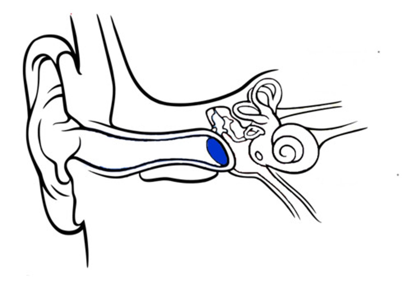 <p>a small, thin membrane that vibrates when sound waves hit it</p>