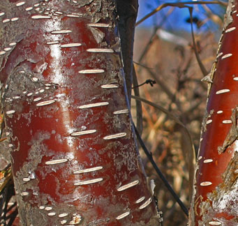 <p>Which member of the Betulaceae family has this bark?</p>