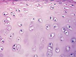 <p>what type of tissue is this?</p>