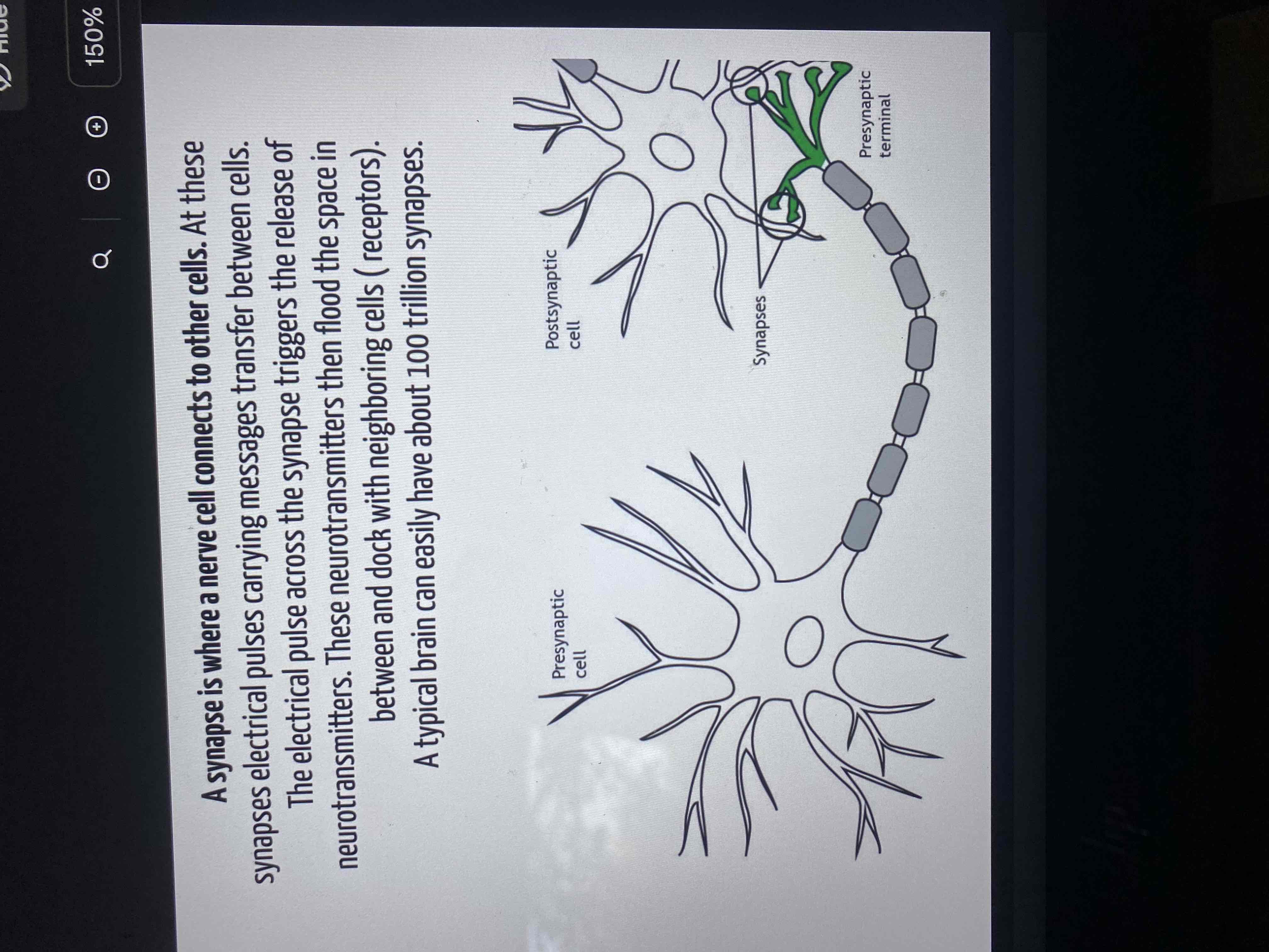 <p>Where a nerve cell connects to other cells</p><ul><li><p>Electrical pulses, carrying messages transfer between cells</p></li><li><p>The electrical pulses across the synapse triggers, the release of neurotransmitters</p></li><li><p>The Neuro transmitters, then flood the space in between and dock with neighboring cells (receptors)</p></li></ul><p>A typical brain can have about 100 trillion synapses</p>