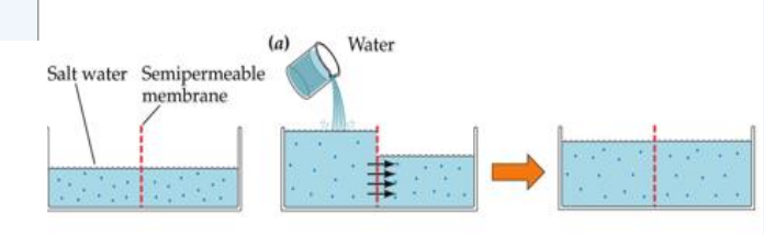 <p>Water can pass through the semipermeable membrane - salt cannot</p><p>too much salt - cells shrink - drink water - water moves into cells - cells grow back </p>