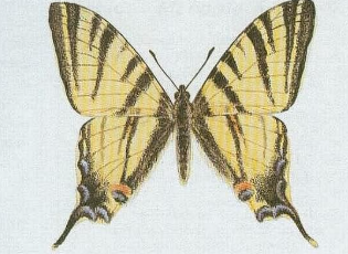 term image