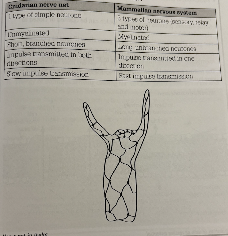 <p>simple animals e.g. cnidarians like Hydra, do not possess a nervous system like mammals, but have a simplified nervous system called a nerve net. it consists of sensory photoreceptors and touch receptors in the wall of the body and tentacles. ganglion cells provide connections between the neurones in several directions but they do not form a brain </p>