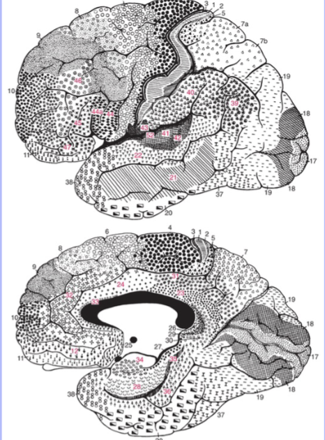 <p>52 areas originally based on cytoarchitectural features, but now matches functionally as well</p>
