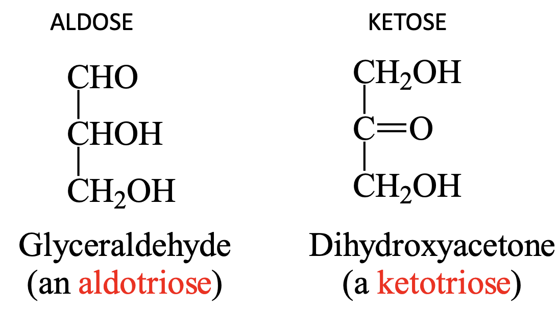 <p><span style="color: blue"><strong><mark data-color="blue" style="background-color: blue; color: inherit"><u>Aldose:</u></mark></strong></span> Has carbonyl group at <span style="color: blue"><strong>end</strong></span><strong> </strong>of carbon chain (<span style="color: blue"><strong>aldehyde</strong></span>) </p><p><span style="color: purple"><strong><mark data-color="purple" style="background-color: purple; color: inherit"><u>Ketose:</u></mark></strong></span> Has carbonyl group at <span style="color: purple"><strong>middle</strong></span><strong> </strong>of carbon chain (<span style="color: purple"><strong>ketone</strong></span>) </p><p></p>