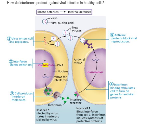 <table style="min-width: 25px;"><colgroup><col style="min-width: 25px;"></colgroup><tbody><tr><td colspan="1" rowspan="1" style="margin: 0px; padding: 0.3em; position: relative;"><p>Interferons perform opsonization to coat microorganisms. &nbsp; &nbsp; &nbsp; &nbsp;</p></td></tr><tr><td colspan="1" rowspan="1" style="margin: 0px; padding: 0.3em; position: relative;"><p>Interferons activate complement. &nbsp; &nbsp; &nbsp; &nbsp;</p></td></tr><tr><td colspan="1" rowspan="1" style="margin: 0px; padding: 0.3em; position: relative;"><p>Interferons encourage the production of antiviral proteins. &nbsp; &nbsp; &nbsp; &nbsp;</p></td></tr><tr><td colspan="1" rowspan="1" style="margin: 0px; padding: 0.3em; position: relative;"><p>Interferons promote fever, or an abnormally high body temperature</p></td></tr></tbody></table><p></p>