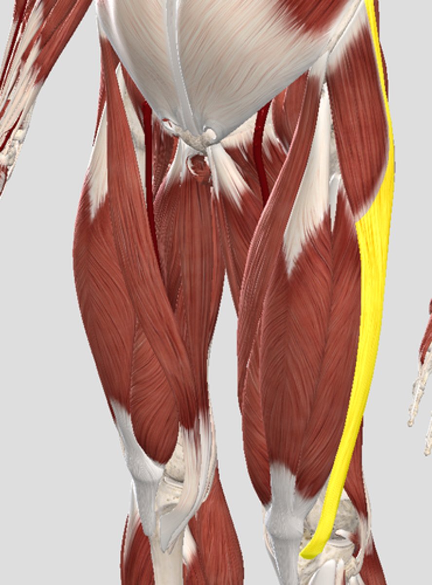 <p>Thick band of connective tissue running down the outer side of your thigh from hip to knee.</p>