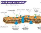 <p>Fluid Mosaic Model</p>