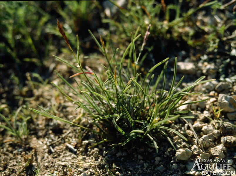 Common Curlymesquite