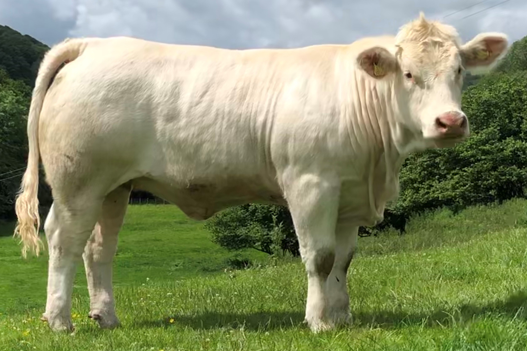 <ul><li><p>large frame, long bodied</p></li><li><p>white/cream color</p></li><li><p>heavily muscled</p></li><li><p>horned or polled</p></li></ul><p></p>