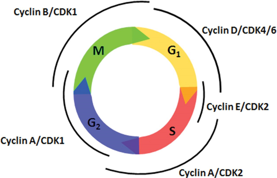 <p>Cyclin-Cdk Complexes and Checkpoints</p><ul><li><p><strong>Cyclin-Cdks</strong>: Act at cell cycle checkpoints to regulate progress.</p><ul><li><p><strong>Example</strong>:</p><ul><li><p>If DNA is damaged during G1, <strong>the p21</strong> protein is produced.</p></li><li><p>p21 binds to G1 Cdks, preventing their activation. (<strong>P</strong>ause! to (<strong>2</strong>) g<strong>1!)</strong></p></li><li><p>This stops the cell cycle, allowing time for DNA repair.</p></li></ul></li></ul></li></ul><p>G1-S Cyclin-Cdk Regulation</p><ul><li><p><strong>Progress Past the Restriction Point in G1</strong>:</p><ul><li><p>Dependent on retinoblastoma protein (RB).</p></li><li><p>RB normally inhibits the cell cycle.</p></li><li><p>When phosphorylated by G1-S cyclin-Cdk, RB becomes inactive.</p></li><li><p>Inactive RB no longer blocks the cell cycle, allowing progression.</p><ul><li><p><strong>RE</strong>striction - <strong>RE</strong>tinoblastoma</p></li></ul></li></ul></li><li><p><strong>Tumor Suppressor Proteins</strong>:</p><ul><li><p>Proteins like RB that regulate the cell cycle and prevent uncontrolled division.</p></li></ul></li></ul><p>(cyclin) D E A A B - 4 2 2 1 1 (cdK)</p><p>^ starting from g1\</p>