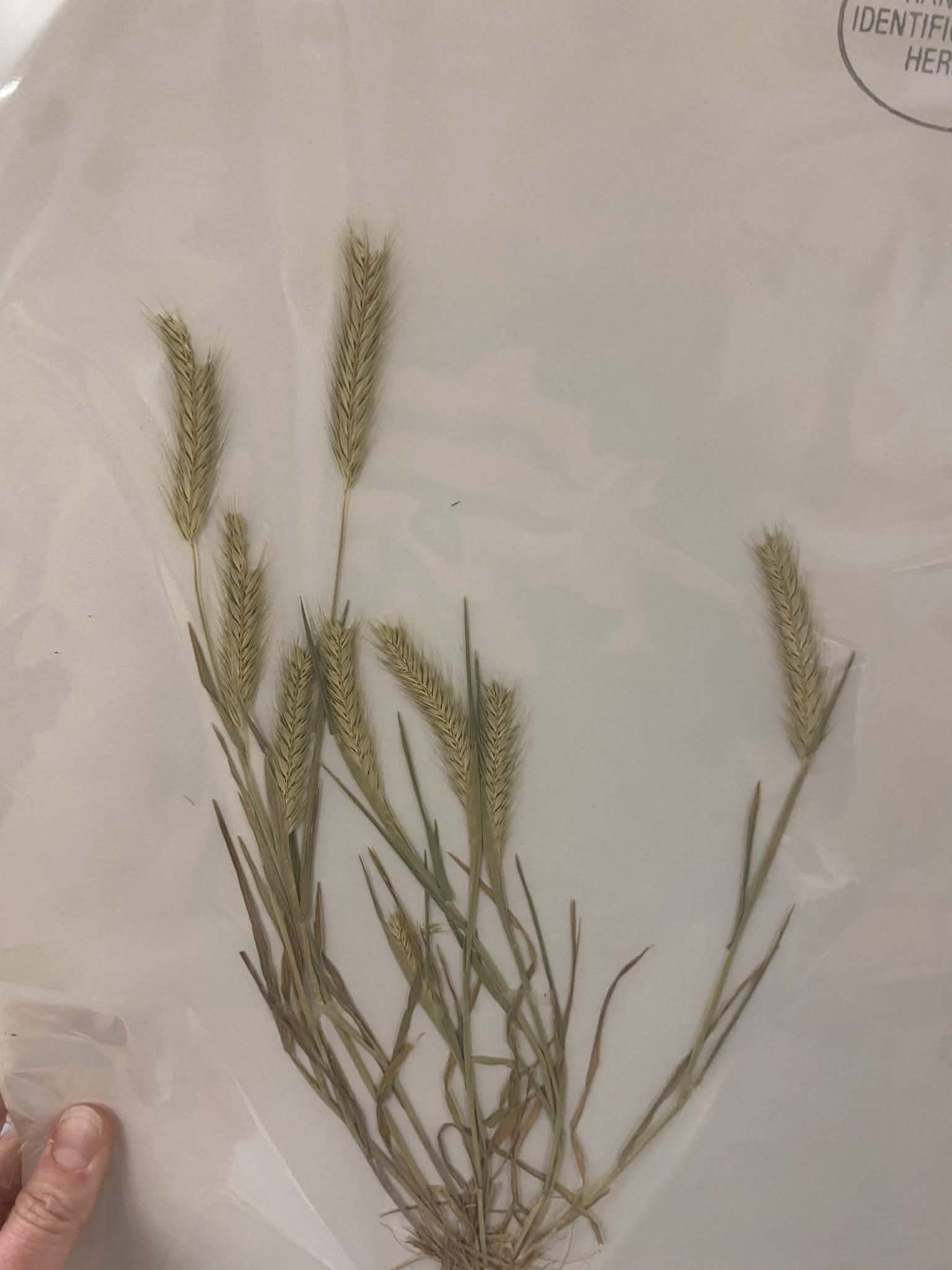 <p>Triticeae, A, N, Hordeum pusillum, Little Barley</p>