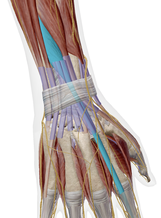 <p>(deep to extensor digitorum)</p>
