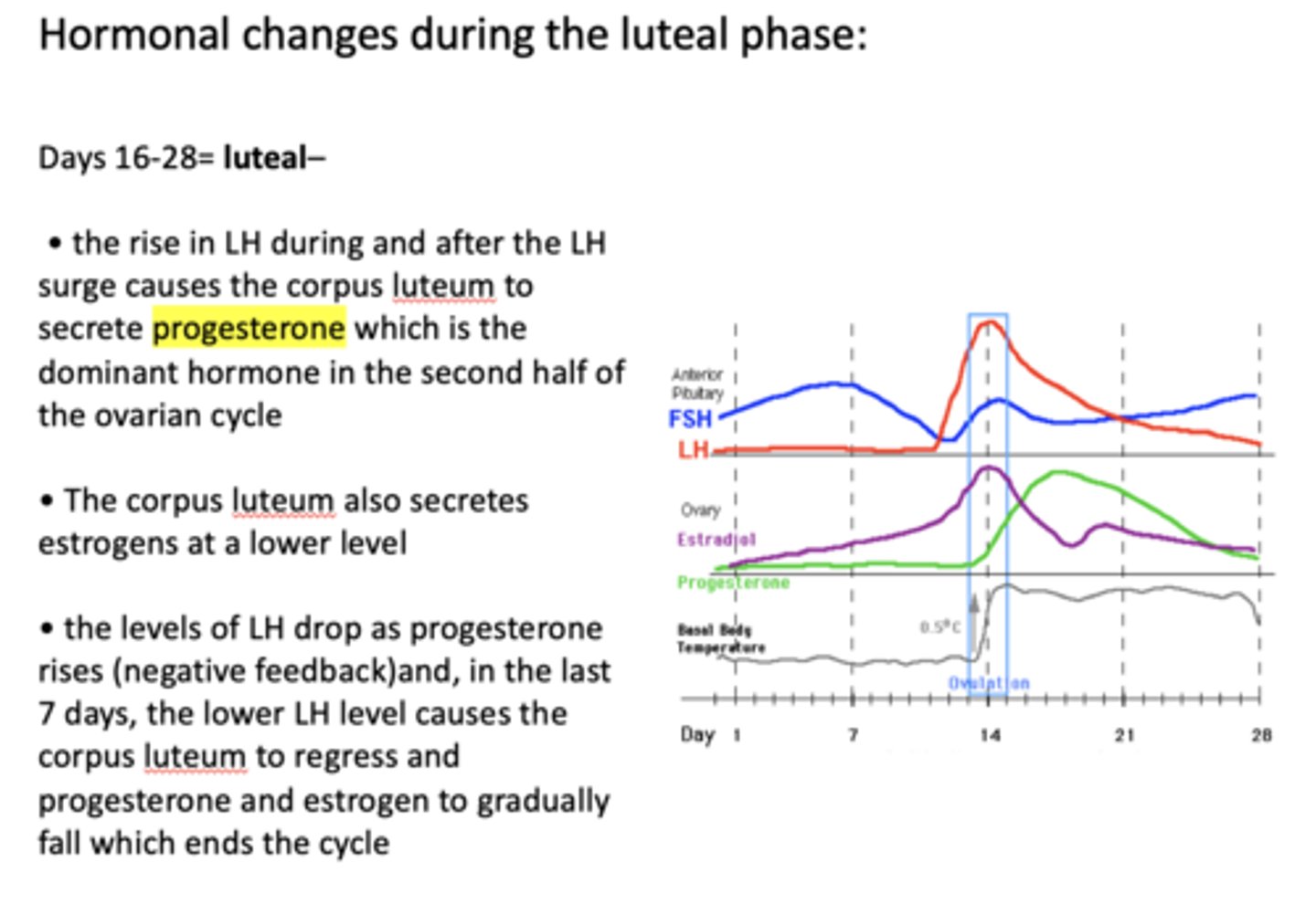 <p>the rise in LH</p>