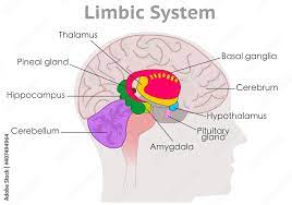 hypothalamus