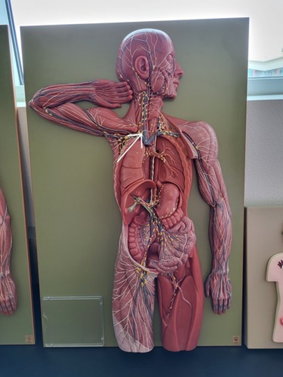 <p>Identify the Structure</p>