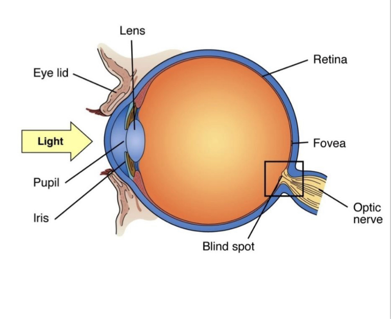 <p>- Light enters the eye</p><p>• Muscles in the iris (coloured part of the eye) adjust pupil size to control the amount of light allowed in</p><p>• Muscles also change the shape of the lens to bring the object into focus</p><p>• The lens focuses the light on the retina, multi-layered sheet of nerve cells</p><p>• Photoreceptors (sensory receptor cells for vision called rods and cones) are located in the retina</p><p>• There are two classes of photoreceptors (rods and cones), which transduce the light waves into a neural impulse</p>