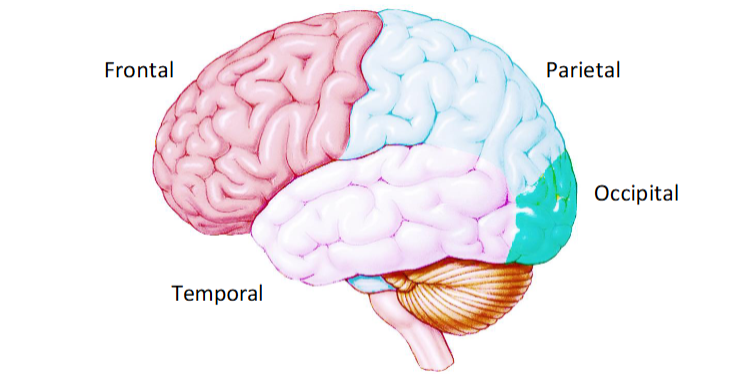<p>Part of the forebrain.</p><p>Left hemisphere responsible for speech, writing, language, and math.</p><p>Right hemisphere responsible for analysis of touch and spatial analysis.</p><p>Each hemisphere has 4 lobes</p><ul><li><p>Frontal </p></li><li><p>Parietal</p></li><li><p>Temporal</p></li><li><p>Occipital.</p></li></ul><p>Each hemisphere also has cingulate gyrus</p><ul><li><p>Part of the limbic system</p></li><li><p>Regulates emotional behavior and balances emotion with logic </p></li></ul><p></p>