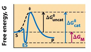 <p>what happens when the enzyme is complementary to substrate?</p>