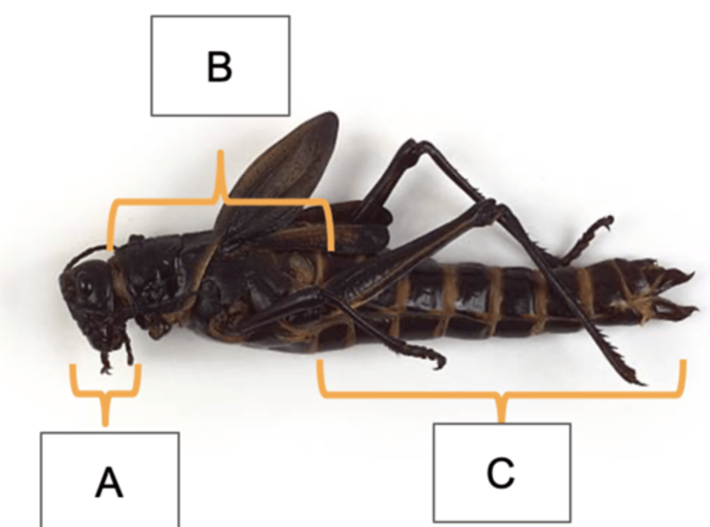 <p>What is the name of the structure that helped you identify the sex of this specimen?</p>