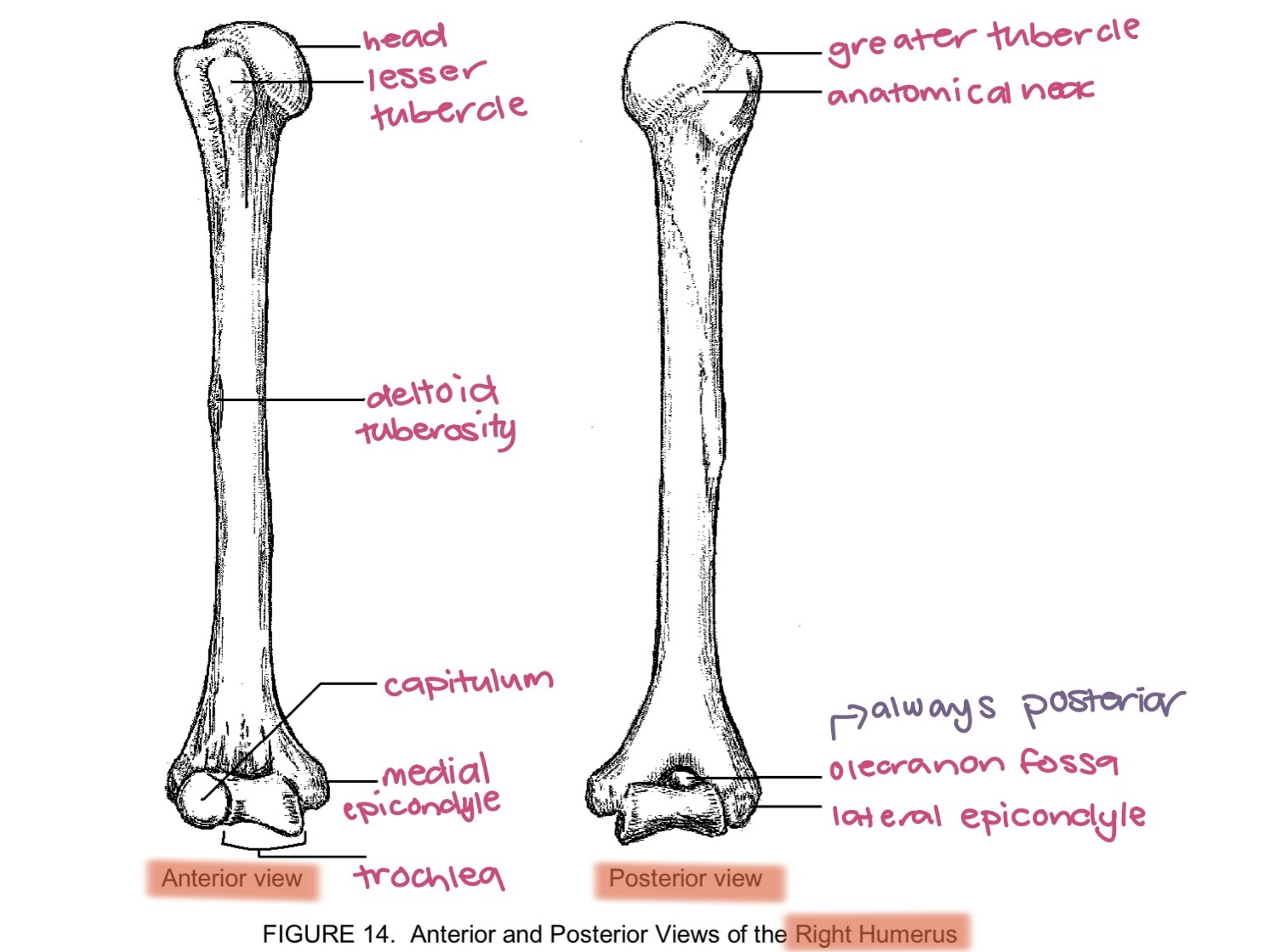<p>humerus</p>