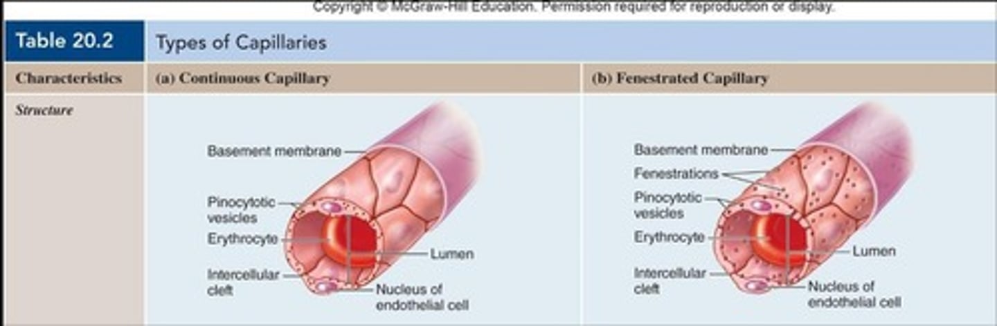 <p>Assists in the exchange of substances between the blood and tissues.</p>