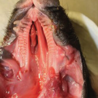 <p>A congenital defect where the roof of the mouth is not properly formed</p>