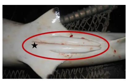 <p>This is a shark flipped onto its ventral side (upside down). The circled structure are the claspers , and from this information, you can assume that the sex of this shark is male .</p>