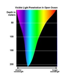 <ul><li><p>water absorbs and scatters light, the amount and type of <strong>wavelengths </strong>available to organisms change as water depth increases</p></li><li><p>turbidity (cloudiness) of water is an important determinant of light penetration</p></li><li><p>light has a <strong>major </strong>influence on <strong>NPP</strong></p></li></ul><p></p>