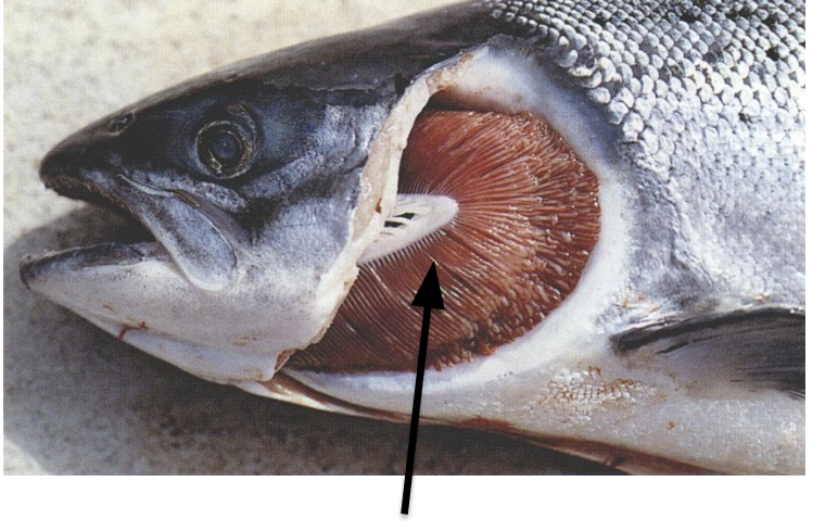 <p>label this</p>