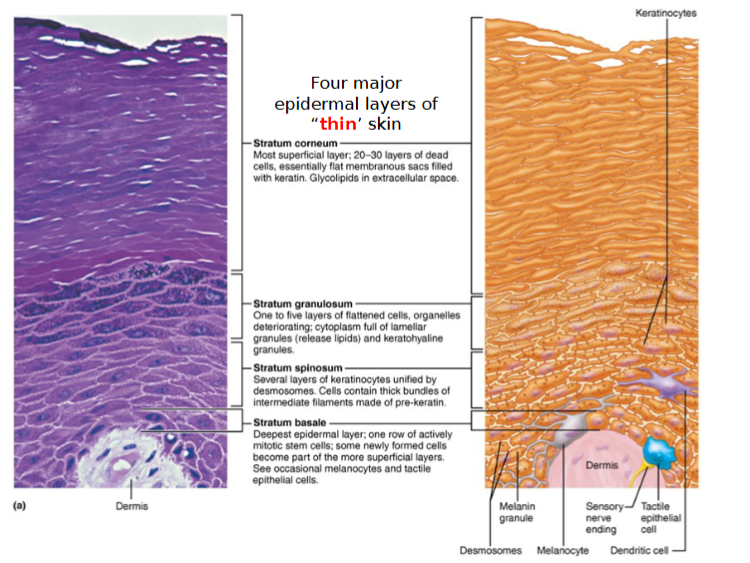 <p>stratum = layers</p>