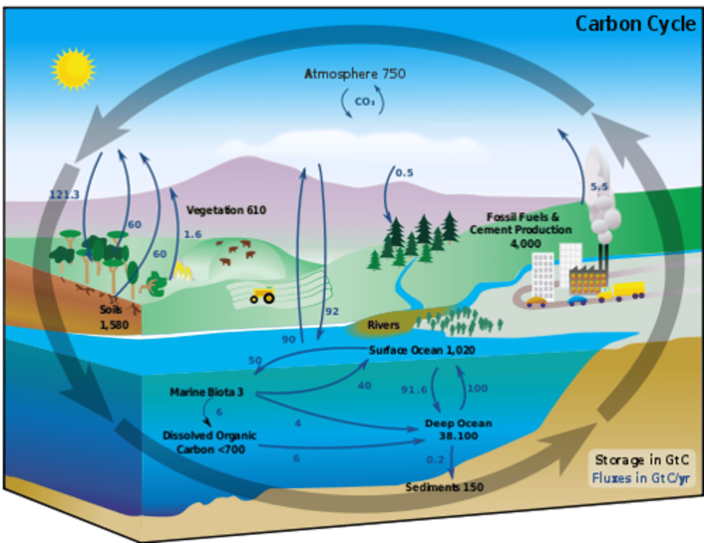 <p>carbon cycle</p>