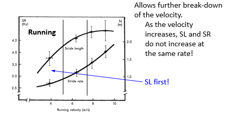 <p>v= Cycle Length * Cycle Frequency(rate) </p><ul><li><p>running: Stride Length (m/stride) * Stride Freq (stride/s)</p></li><li><p>Swimming: Stroke length (m/stroke) * Stroke F (stroke/s)</p></li></ul><p></p>