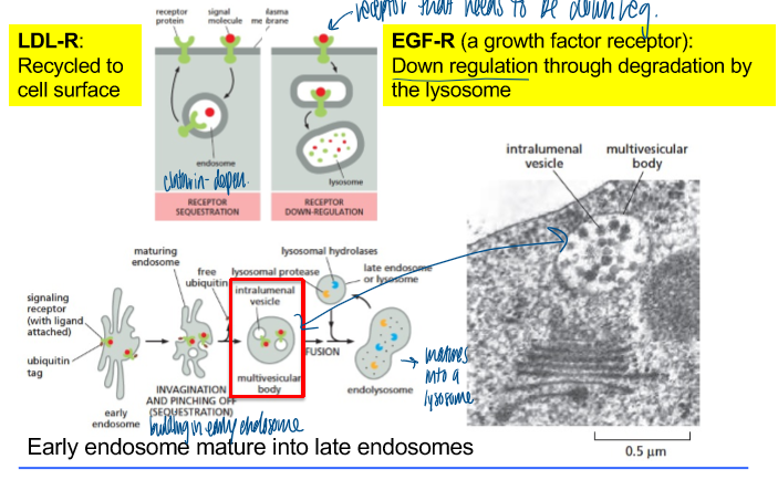 <p>determined by their sorting signals </p><p>LDL-R: recycled to cell surface </p><p>EGF-R (growth factor receptor): down regulation thru degradation by the lysosome </p><ul><li><p>early endosome mature into late endosomes </p></li></ul><p></p>