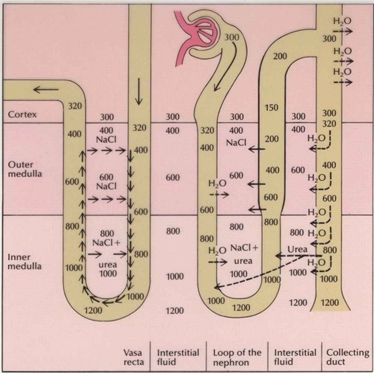 <p>Extend into medulla, affecting urine osmolarity.</p>