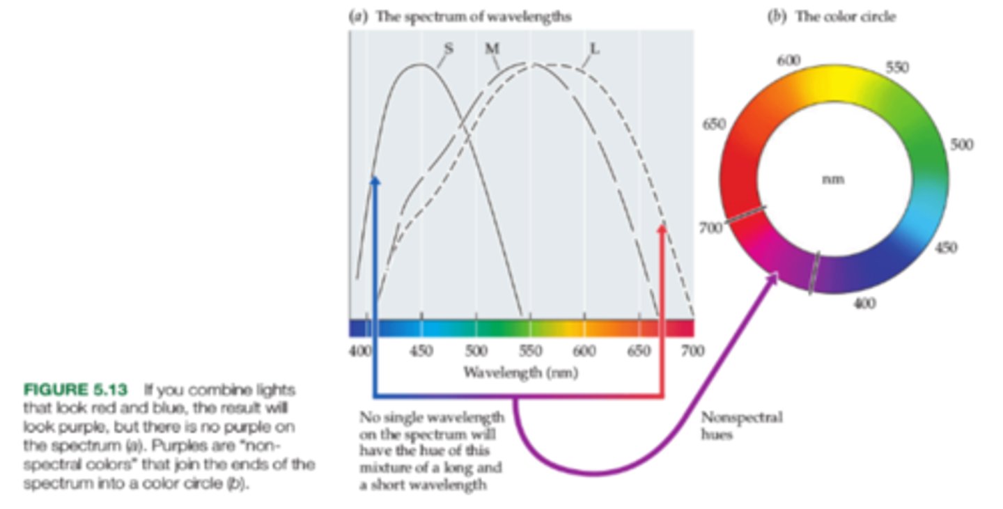 <p>Some colors that we see do not correspond to a single wavelength of light. Purple is one. It is a mixture of a long and short wavelength.</p>