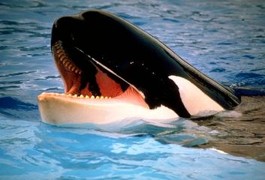 <p>Orcas </p>