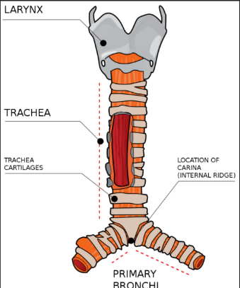 <p>The main tube from your voice box to your lungs, carrying air.</p>
