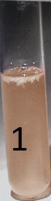<p><span style="font-size: large;"><span>If there is no color change in the tube after the addition of nitrate I and nitrate II, the result is…</span></span></p>