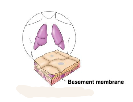 <p>single layer of flattened cells</p>