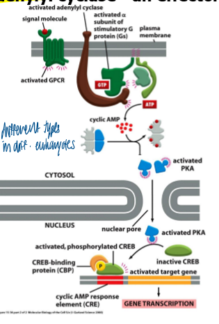 <p>an effector enzyme that produces cAMP </p><ul><li><p>large multiple TM domain protein </p></li><li><p>> 8 isoforms in mammals </p></li><li><p>catalytic domain is located on cytosolic face of membrane </p></li><li><p>most isoforms are regulated by GPCR and Ca2+ </p></li></ul><p></p>